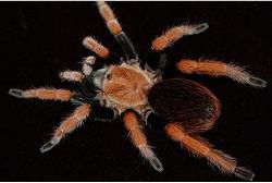 Aphonopelma bicoloratum. Aphono10