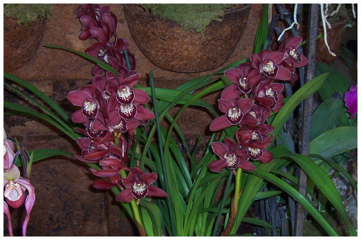 25 orchidées, succulentes, plantes épineuses, grasses 2010_f11