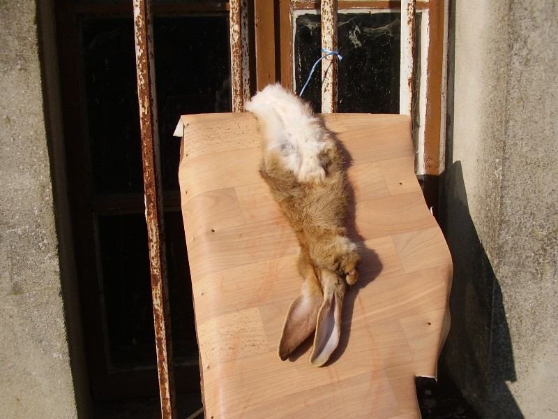 Tannage et autres procedés de conservation des peaux Lapin_27