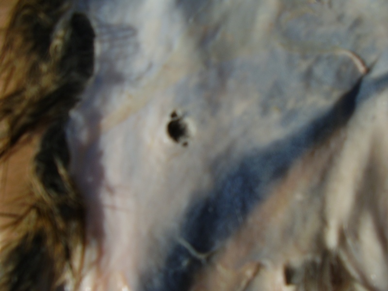 Tannage et autres procedés de conservation des peaux Lapins18