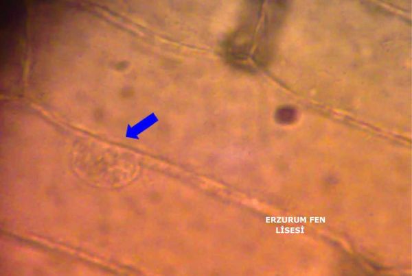 hücre zarını mikroskop altındaki görüntüsü Sogan210