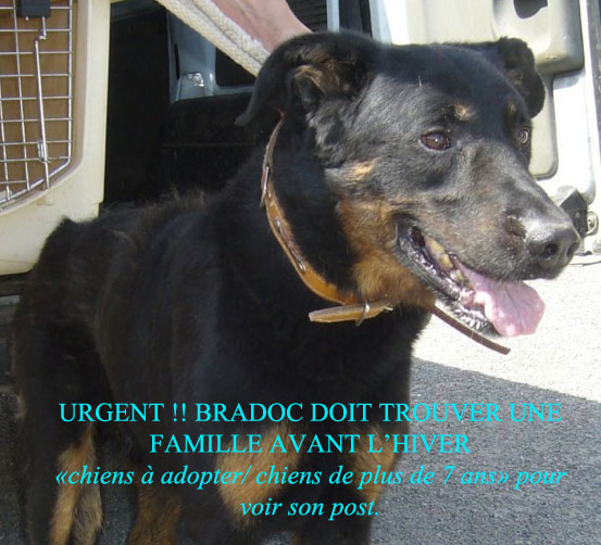 Urgence - BRADOC - beauceron 11 ans - Refuge de l'Angoumois à Mornac (16) Bradoc10