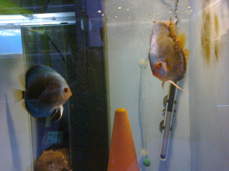 Quelque photo de mes discus. 29082013