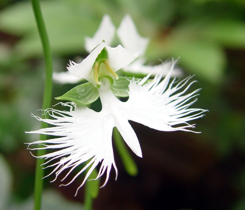 Our Japanese White Egret Orchid in flower Egret_10