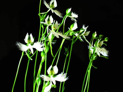 Habenaria radiata 2024