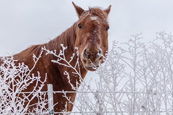 les chevaux  - Page 5 47276410