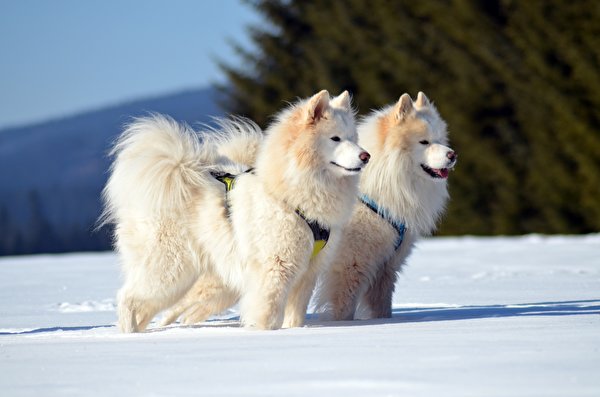 les chiens  de neige - Page 2 Winter11