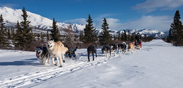 les chiens  de neige - Page 3 Winter14