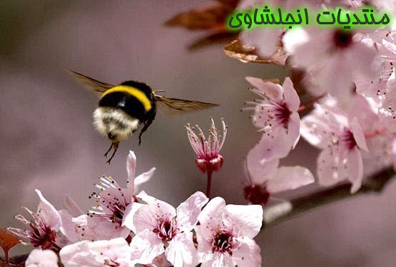(الاعتدال الربيعى) نبذه عن الإعتدال الربيعي - صور الاعتدال اربيعى spring equinox 13321912