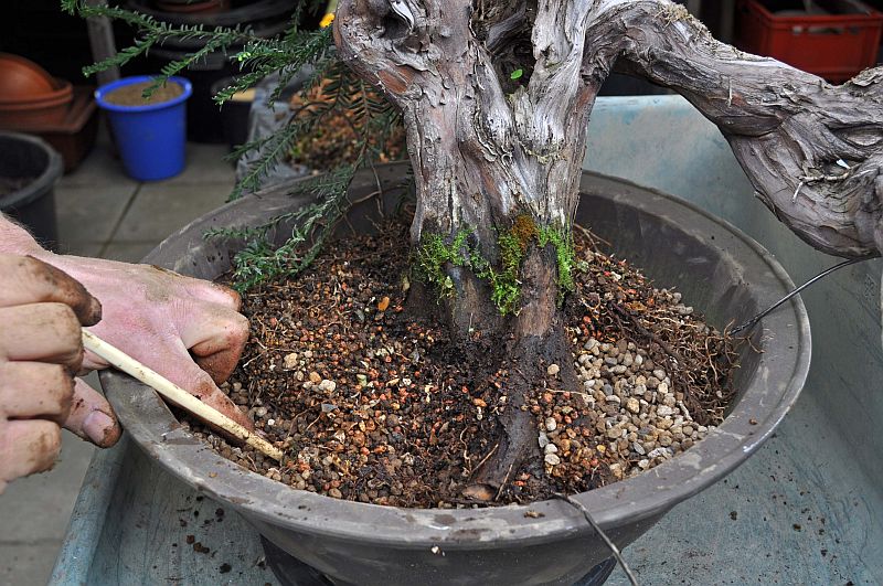 REPOTTING MY OLD YEW WITH A LOT OF DEADWOOD. 31-3-216
