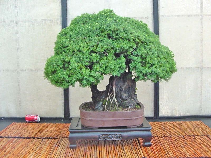You still have your first bonsai?  - Page 2 P_glau11