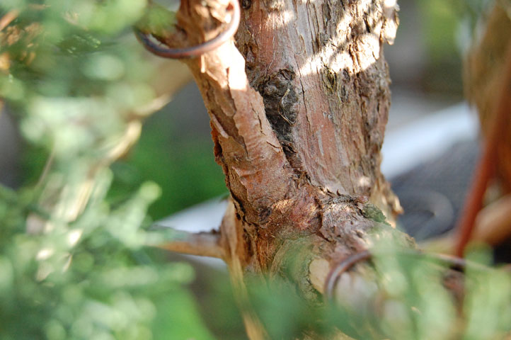 Grafted san jose juniper Dsc_0048