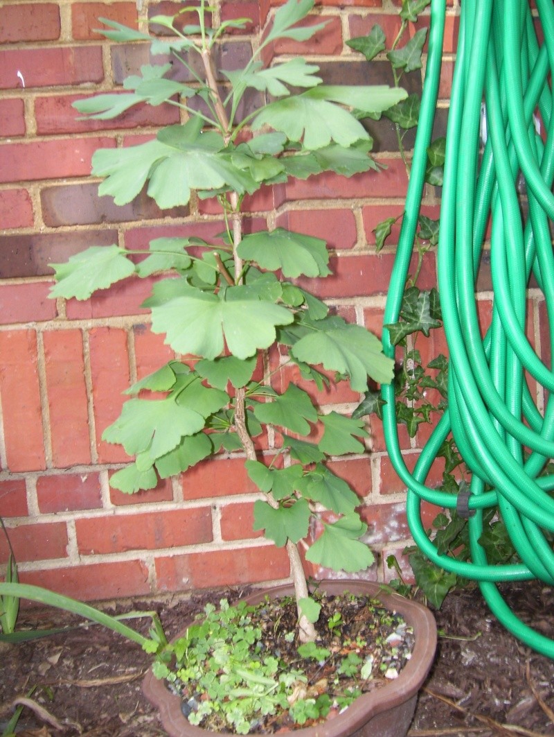 stick in a pot ginkgo 100_1220