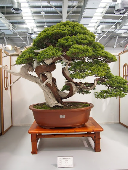 Hwa Fong 2011 (Taiwan National Bonsai Style Exhibition and Competition) - Page 3 Twj_210