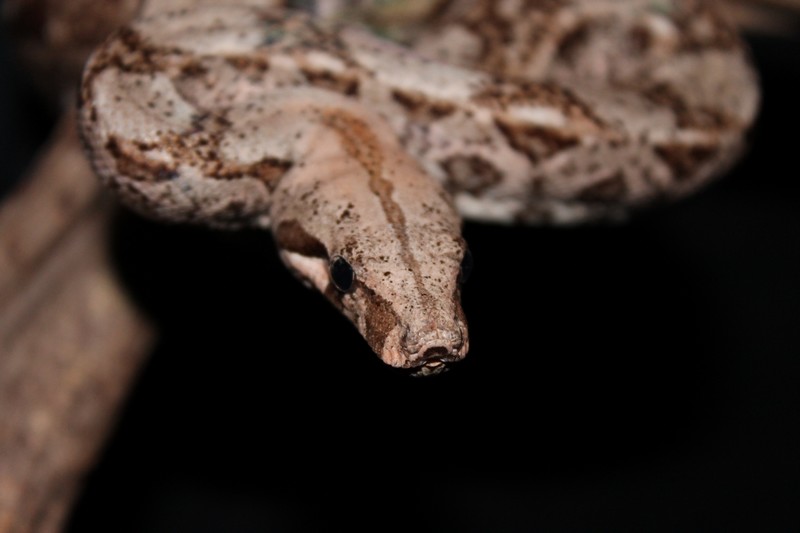 boa constrictor imperator name boa constrictor imperator name