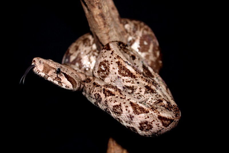 Boa constrictor imperator Img_0321