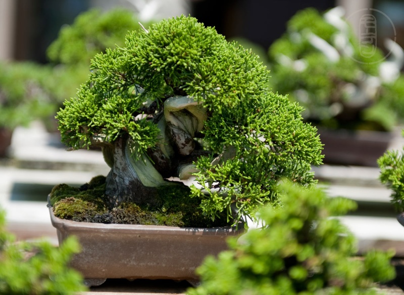 Japan 2011 - Shohin Junipers and then some Alb_7925