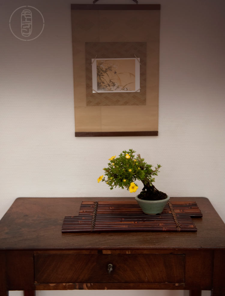 Displaying Shohin-bonsai in the house - late summer display Alb_8611