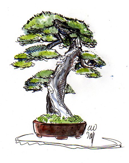 Picea abies yamadori 2011 494910