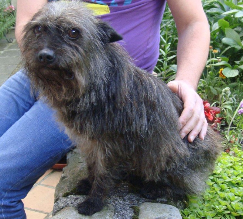 LOULOU P'TIT CHIEN - type cairn - mâle - 10 ans - Nord Loulou10