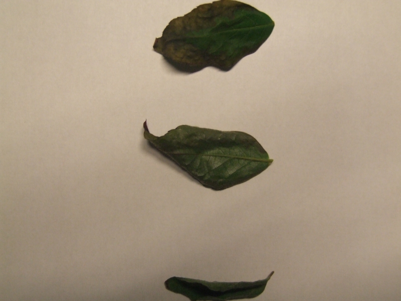 Problem with Stewartia Bladpr13