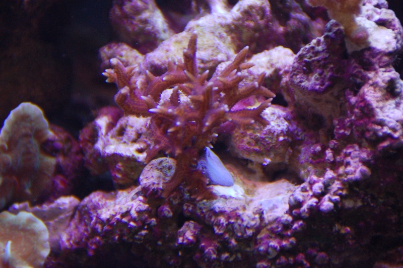 coloration des coraux Dsc_6823