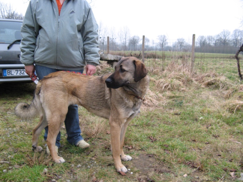 * TOSCA, croisée berger d'Anatolie, 1,5 ans - F Img_4616