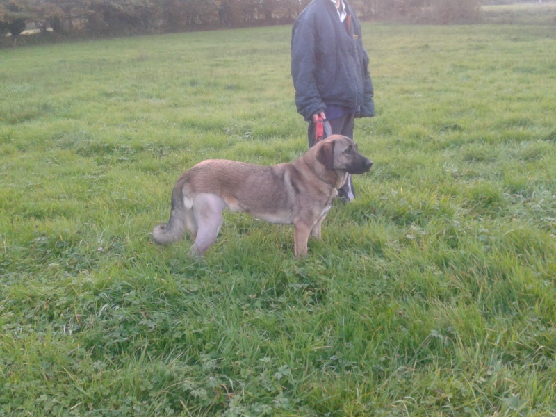 * TOSCA, croisée berger d'Anatolie, 1,5 ans - F Tosca_10