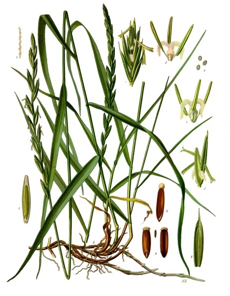 Chiendent (triticum repens)  Chiend10