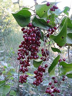 Salsepareille (smilax aspera) Salsep10