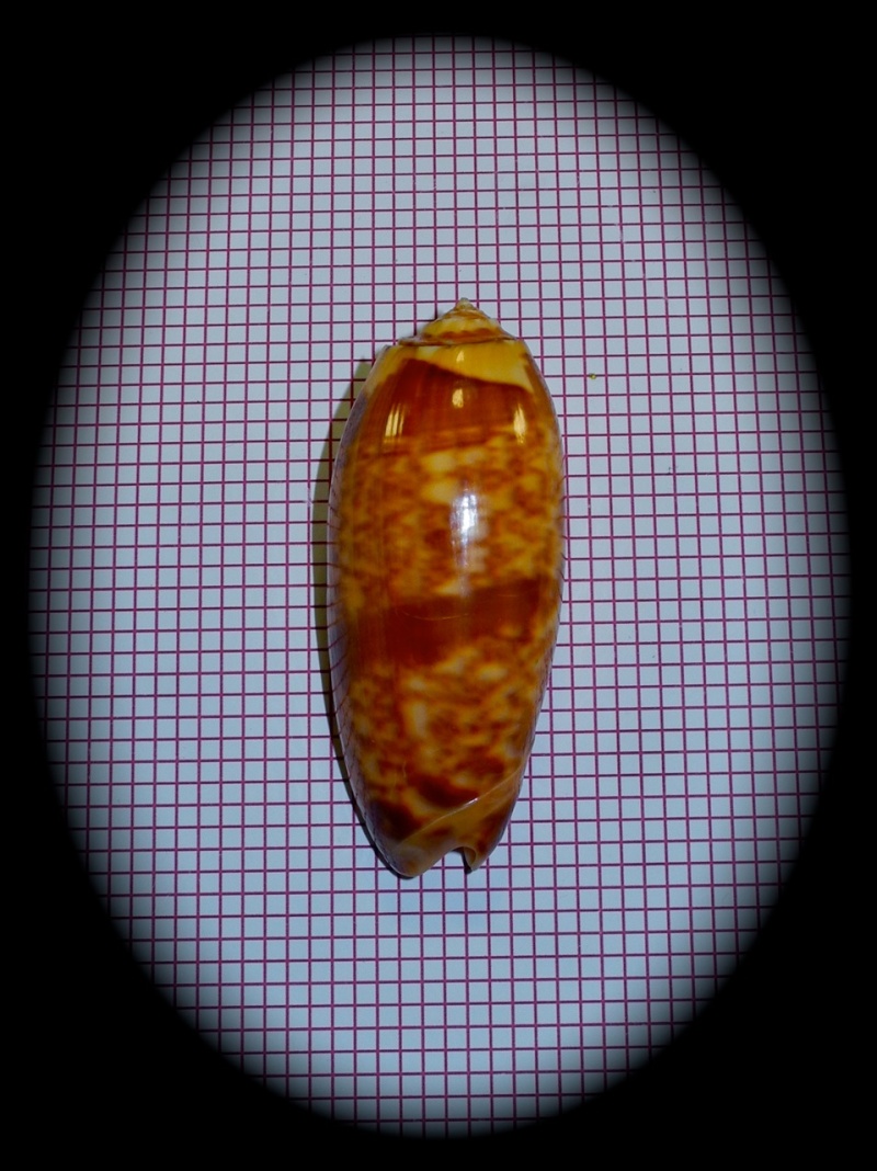 Miniaceoliva miniacea f. sylvia ( Duclos, 1845) Dscn3832