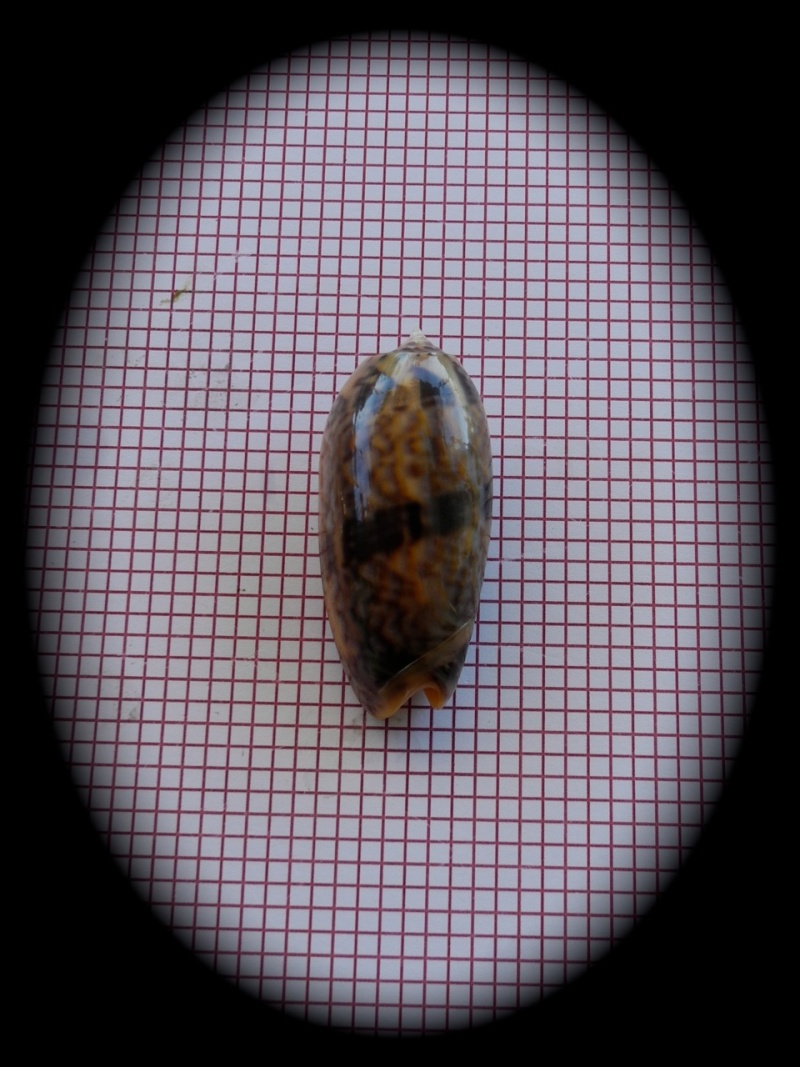 Miniaceoliva miniacea miniacea (Röding, 1798) Dscn4627