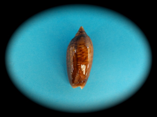 Americoliva spicata fuscata (Marrat, 1870)  - Worms = Oliva spicata (Röding, 1798) Dscn6111