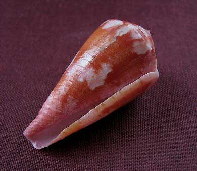 Conus (Rhizoconus) pertusus Hwass in Bruguière, 1792 1190_p13