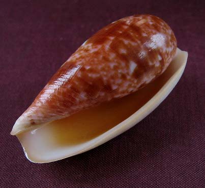 Conus (Textilia) bullatus Linnaeus, 1758 1527_b11