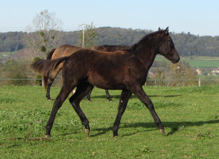 Clive Fritz Monkey, Poulain Quarter horse smoky black 92% NFQHA à vendre 31-oct18