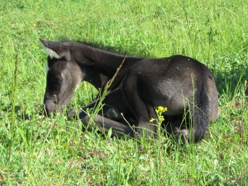 Clive Fritz Monkey, Poulain Quarter horse smoky black 92% NFQHA à vendre Poulai42