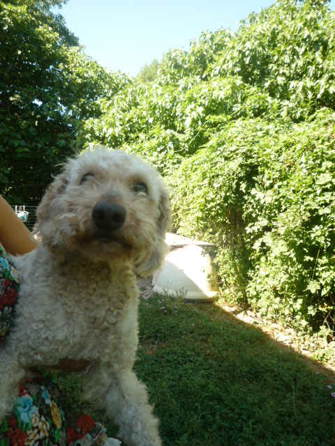 WISKY abandonn a 15 ans ! gentil caniche blanc . Var Canich16