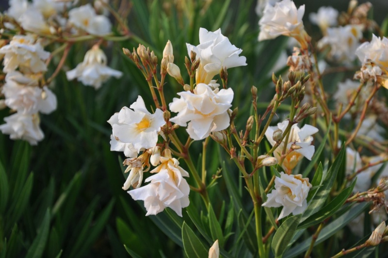 Nerium oleander (laurier rose) parfumé Aoat_232