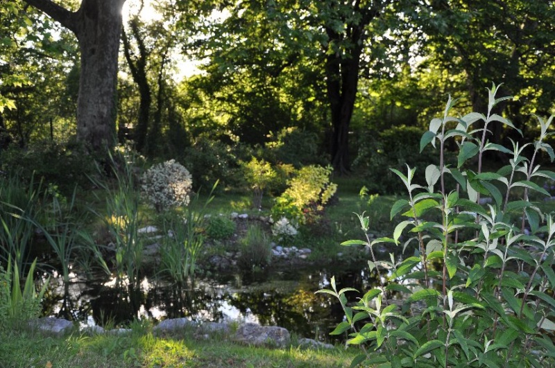 Plantes fleuries et arbustes dans leur contexte Copy_154