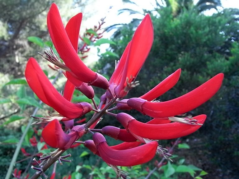 VOUS CONNAISSEZ AUSSI :ERYTHRINA X BIDWILLII Fin_ju14