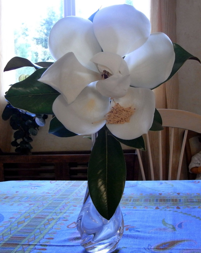 Evolution des fleurs de Magnolia et de Punica Juin_210