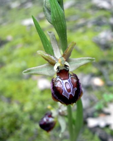 Orchidées indigènes (différentes espèces) Ophrys12