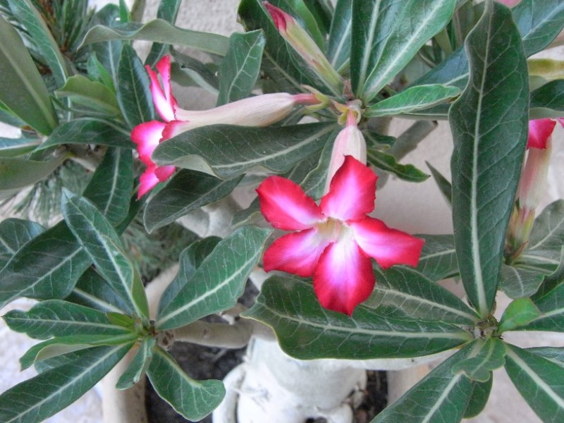 Sauvage sud africaine: Adenium obesum  - Page 8 Rimg6811