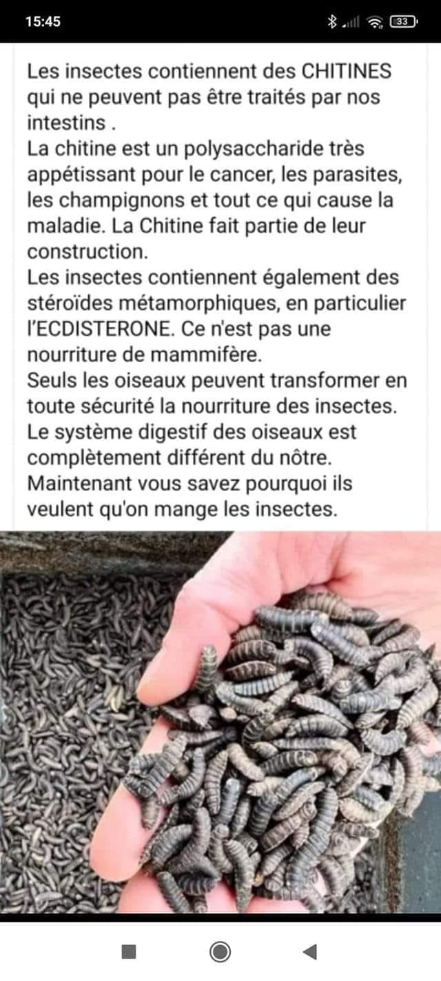 Insectes comestibles 20230110