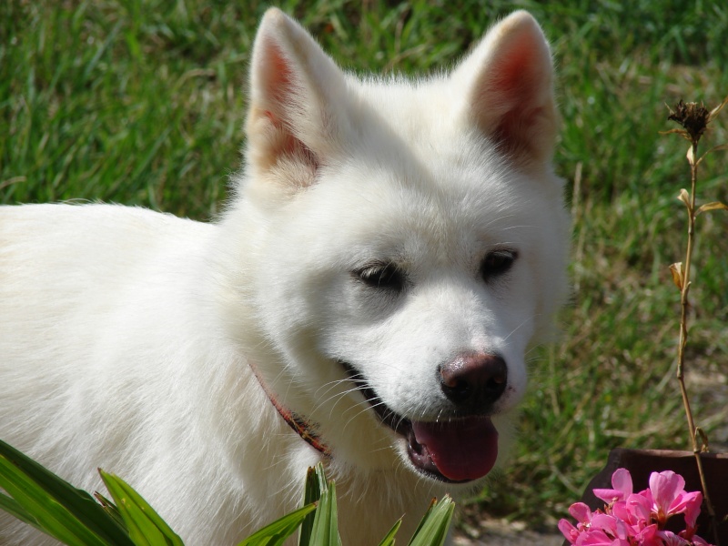 Fukumi  akita inu blanche: dept 45 ADOPTEE Dsc08913