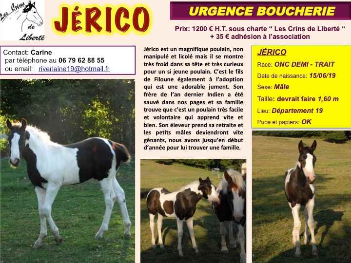 Dept19-5mois- JERICO- OC Mi trait Pie- adopté par Pauline 51 (2020) 76674810