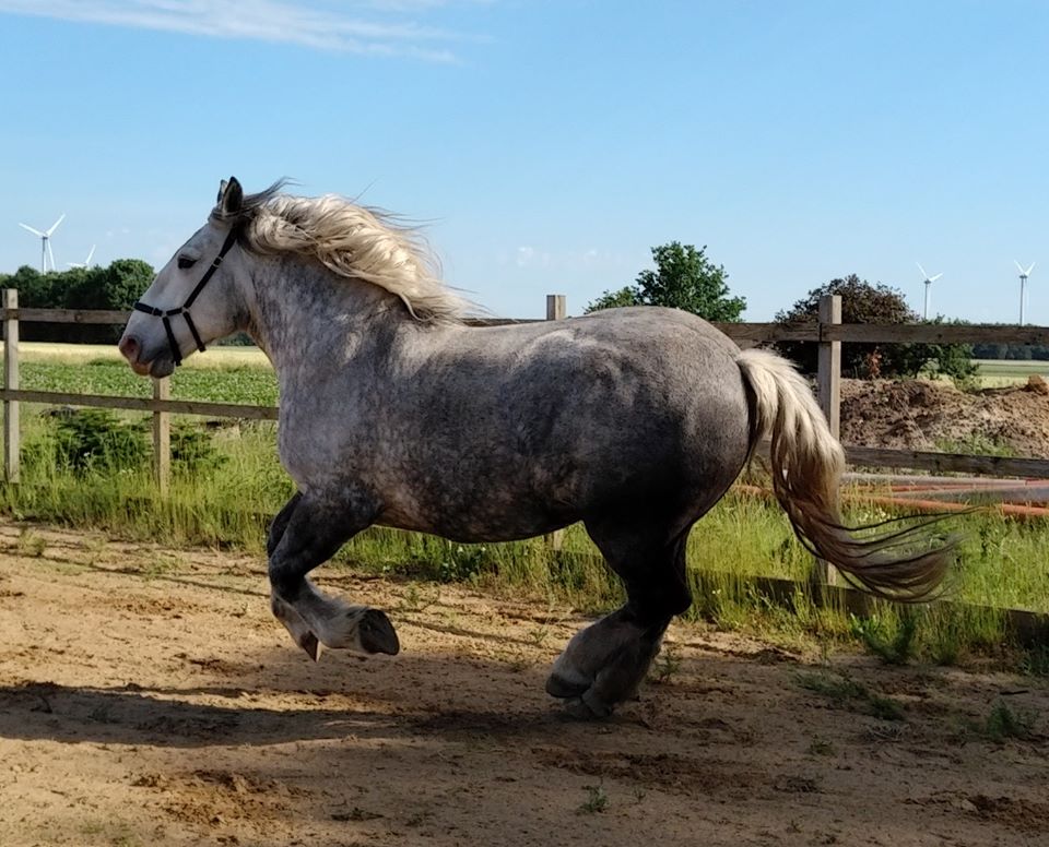 (Dept19) TORNADE CREUSOISE, Percheron, réservée par Gesine!! (Octobre 2013) dcd - Page 7 79533510