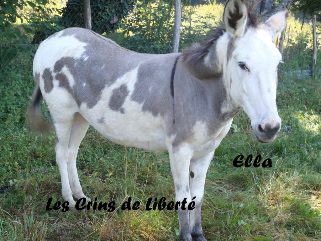 Dept19-8 et 7 ans, ELLA et ZITA, ânesses ONC, sauvées par KAtia19 (oct 2018) Ella210