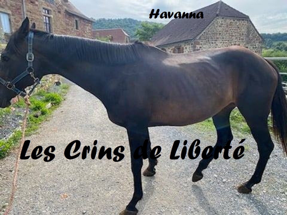 Dept19-19 ans-HAVANNA LADY- Délai AU PLUS VITE- Contact Carine19 Havann10